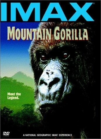 Mountain Gorilla mp4