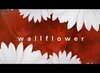 Wallflower mp4