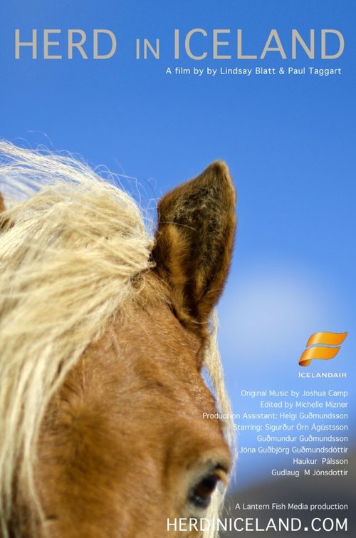 Herd in Iceland mp4